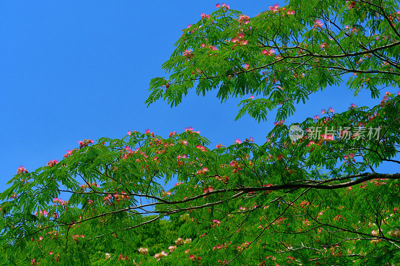 合欢/丝树花:蓬松，粉红色，粉扑花头